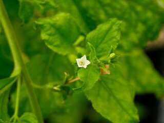 Close up of flowers of benth or benthi (Nicotiana benthamiana)