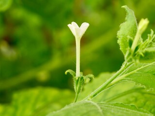 Close up of flowers of benth or benthi (Nicotiana benthamiana)