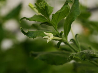 Close up of flowers of benth or benthi (Nicotiana benthamiana)