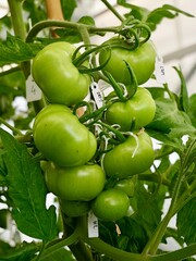 Transgenic tomatoes (Solanum lycopersicum), GMO, Genetically modified organism, CRISPR, clustered regularly interspaced short palindromic repeats