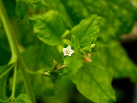 Close up of flowers of benth or benthi (Nicotiana benthamiana)