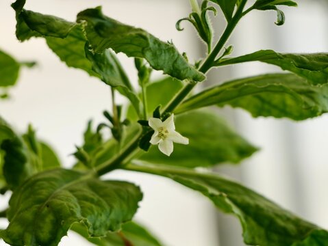 Close up of flowers of benth or benthi (Nicotiana benthamiana)