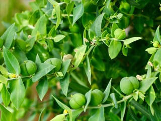 Flowers and fruits of caper spurge or paper spurge, gopher spurge, gopher plant or mole plant...