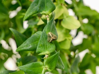 Flowers and fruits of caper spurge or paper spurge, gopher spurge, gopher plant or mole plant...