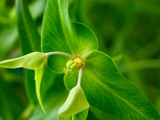 Flowers and fruits of caper spurge or paper spurge, gopher spurge, gopher plant or mole plant...