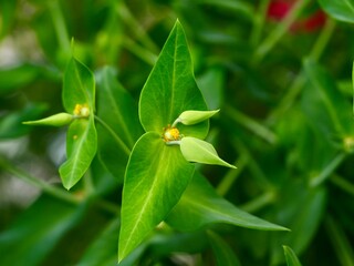 Flowers and fruits of caper spurge or paper spurge, gopher spurge, gopher plant or mole plant...