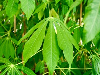 Close up of a cassava, manioc, yuca, or tapioca (Manihot esculenta) leaves