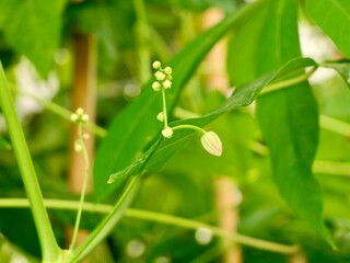 Cassava, manioc, yuca, or tapioca (Manihot esculenta) flowers