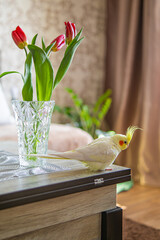 Beautiful photo of a bird. Ornithology.Funny parrot.Cockatiel parrot.
Home pet yellow...