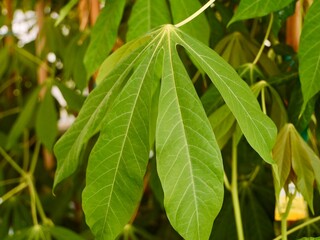Fototapeta na wymiar Close up of a cassava, manioc, yuca, or tapioca (Manihot esculenta) leaves