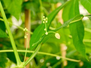 Cassava, manioc, yuca, or tapioca (Manihot esculenta) flowers