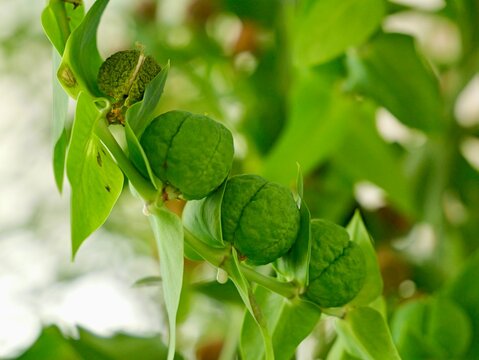 Mole Plant" Images  Browse 1,929 Stock Photos, Vectors, and Video | Adobe  Stock