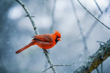 Garden poster Height scale bird in snow