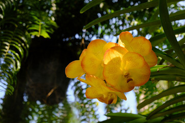 Vandachostylis Conference Gold in the garden, Vanda Orchid.