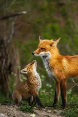 Gardinen red fox vulpes © Trang