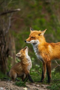Naklejki red fox vulpes