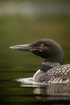Fototapeta duck in water