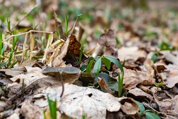 plant growing in the ground