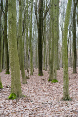 Obraz premium forest in autumn