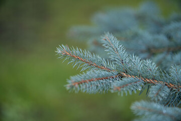 branches of a pine