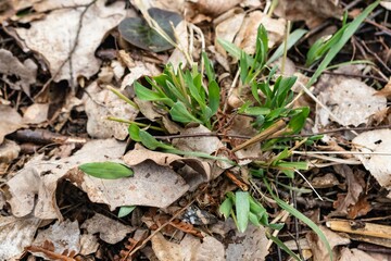plant growing in the ground
