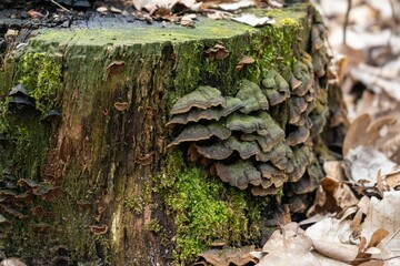 tree trunk with moss