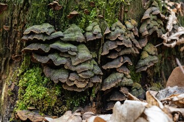 mushrooms on tree trunk