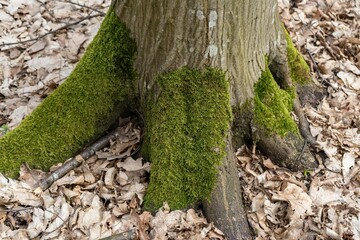 tree trunk with moss