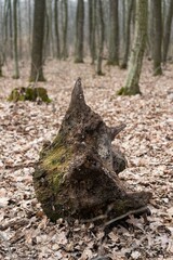 mushrooms on tree
