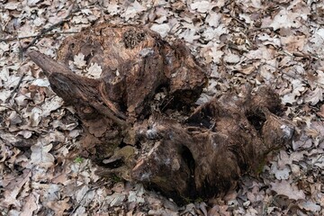 bark texture