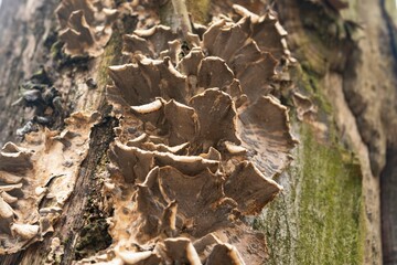 mushrooms on tree