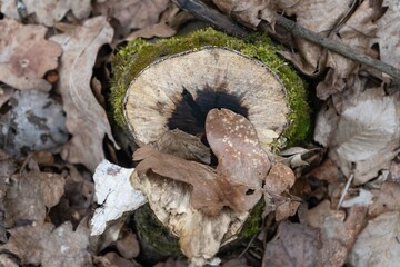 tree trunk with moss