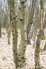Möbelaufkleber birch grove in the forest © Віталій Віжанський
