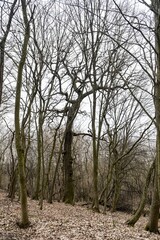 засніжені дерева та гілки дерев