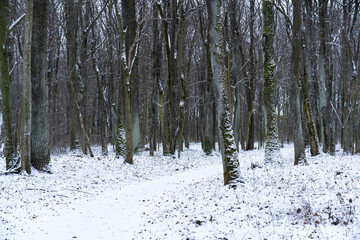 forest in winter