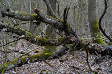 tree in the forest