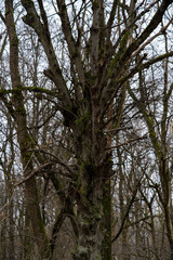 trees in the forest