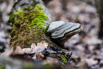moss on a rock