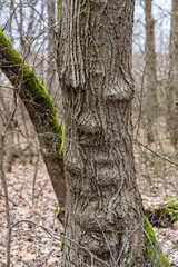 Obraz premium trees in the forest