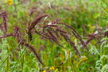 In the field, as weeds among the agricultural crops grow Echinochloa crus-galli