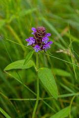 Beautiful prunella vulgaris are growing on a green meadow. Live nature
