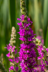 Purple loosestrife Lythrum salicaria inflorescence. Flower spike of plant in the family Lythraceae, associated with wet habitats