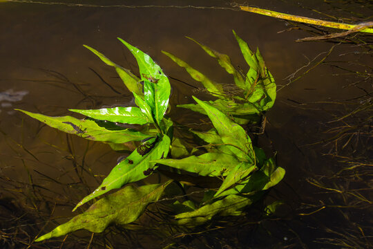 Aquatic plants. Freshwater algae background. Photographer's shadow. Ecological concept. Blur under water