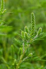 Flower of a common ragweed, Ambrosia artemisiifolia
