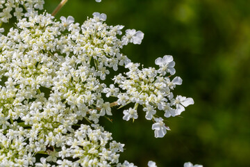 Daucus carota known as wild carrot blooming plant