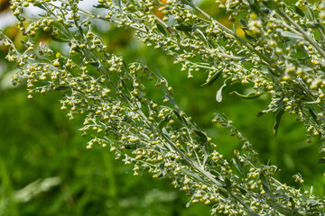 Wormwood green grey leaves with beautiful yellow flowers. Artemisia absinthium absinthium, absinthe wormwood flowering plant, closeup macro