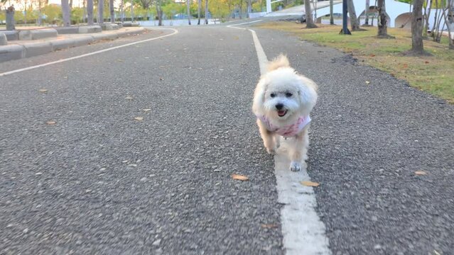 Camera movement follow dog running. Small dog who wears white stripe shirt is running on the road in the park.