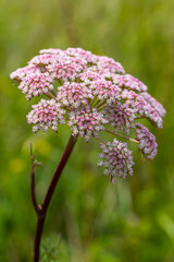 Obraz premium inflorescence of Pimpinella saxifraga or burnet-saxifrage solid stem burnet saxifrage lesser burnet