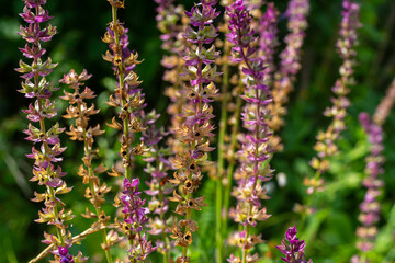 Deep violet-blue flowers, Salvia nemorosa Ostfriesland. Tall purple flower . Salvia, Nepeta. Balkan Clary - Salvia sylvestris