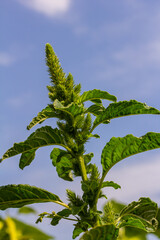 Green amaranth Amaranthus hybridus in flower. Plant in the family Amaranthaceae growing as an invasive weed